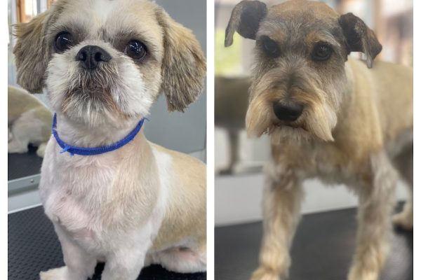 Glamorous Groomers