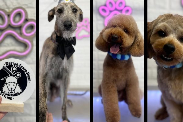 DoggyStylingwsm dog groomers