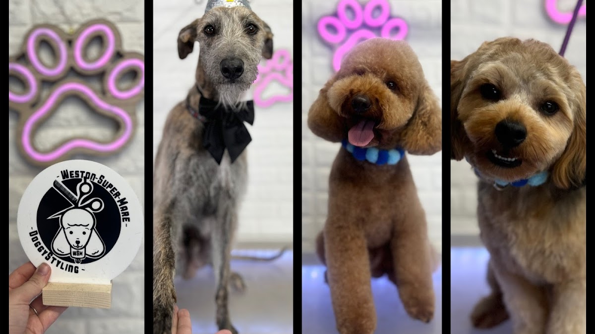 DoggyStylingwsm dog groomers