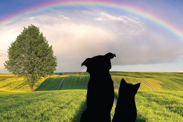 Rainbow Pastures
