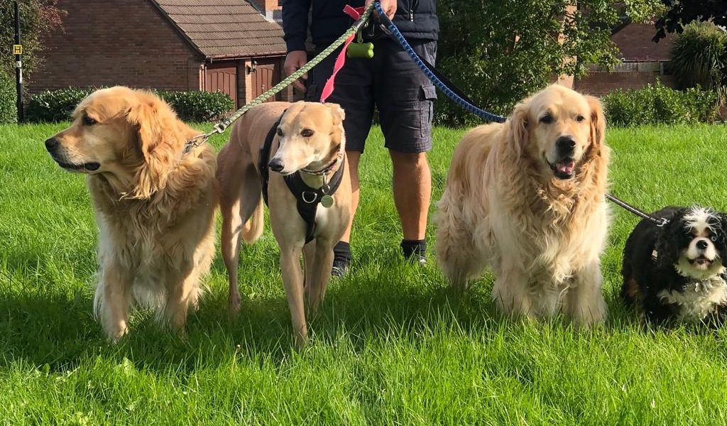 Barley Cross Dog Boarding
