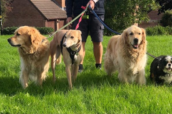 Barley Cross Dog Boarding