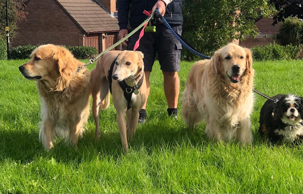 Barley Cross Dog Boarding