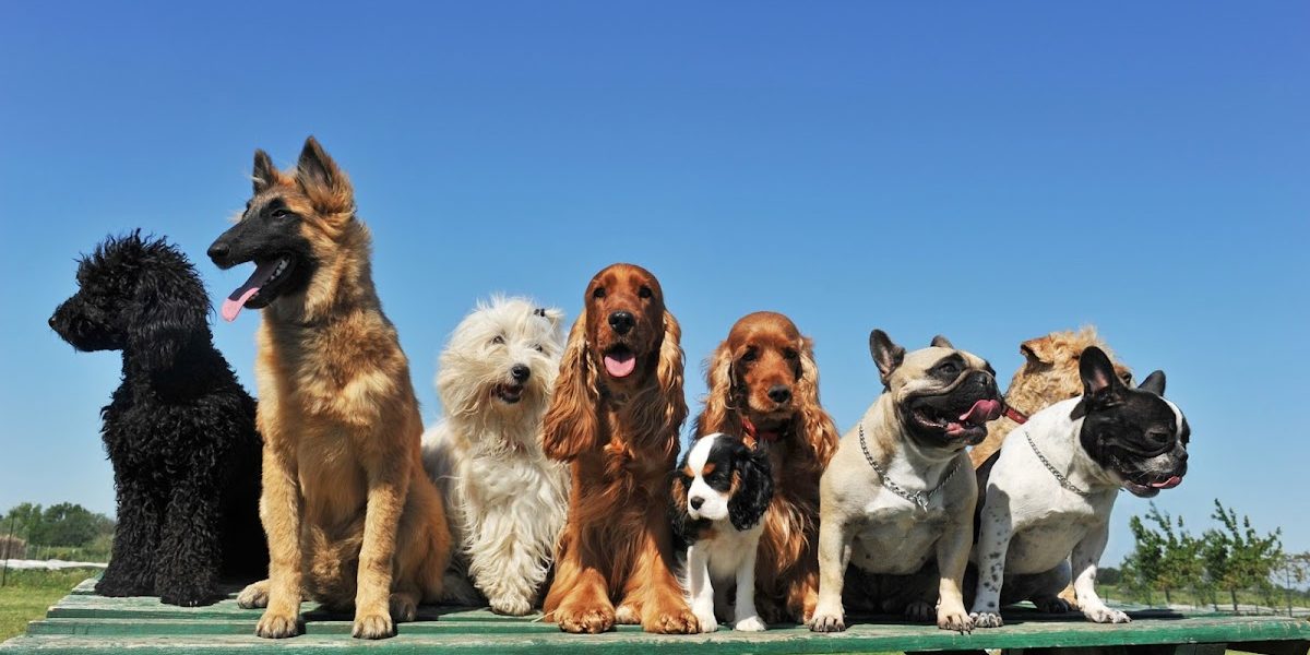Weston Super Pet Care
