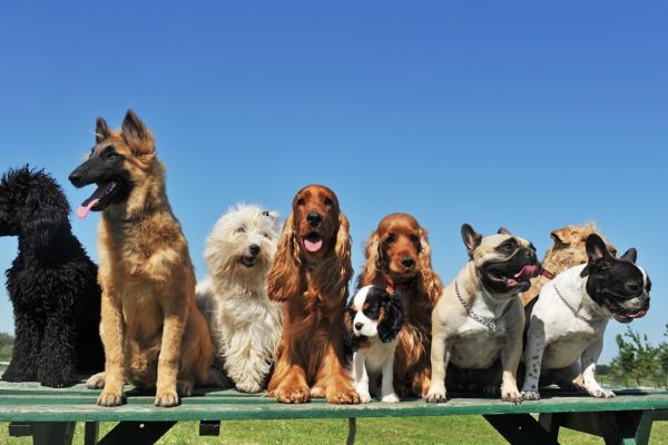Weston Super Pet Care
