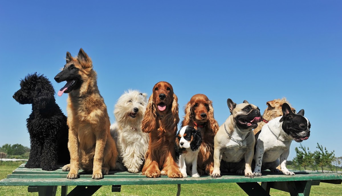 Weston Super Pet Care