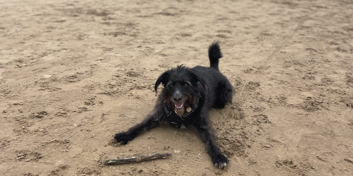 Tait & Tails Pet Services