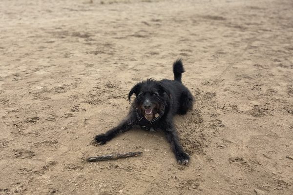 Tait & Tails Pet Services