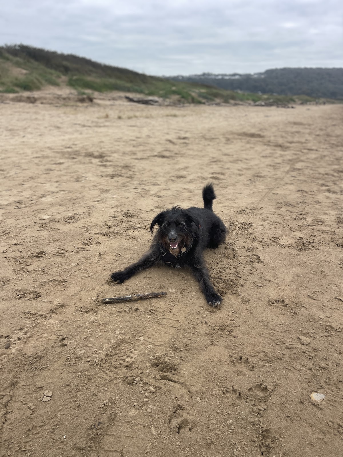 Tait & Tails Pet Services