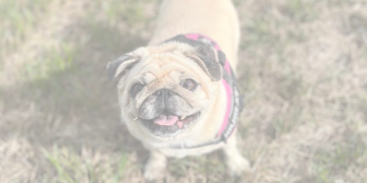Zoomies Walks & Care