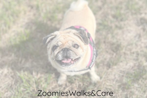 Zoomies Walks & Care