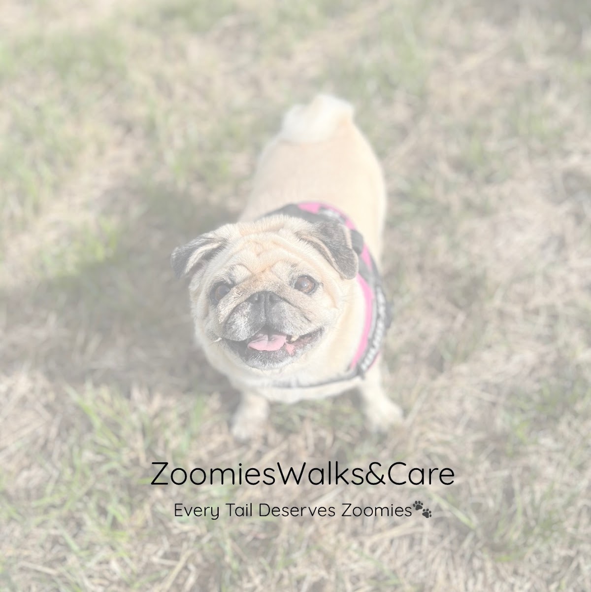 Zoomies Walks & Care