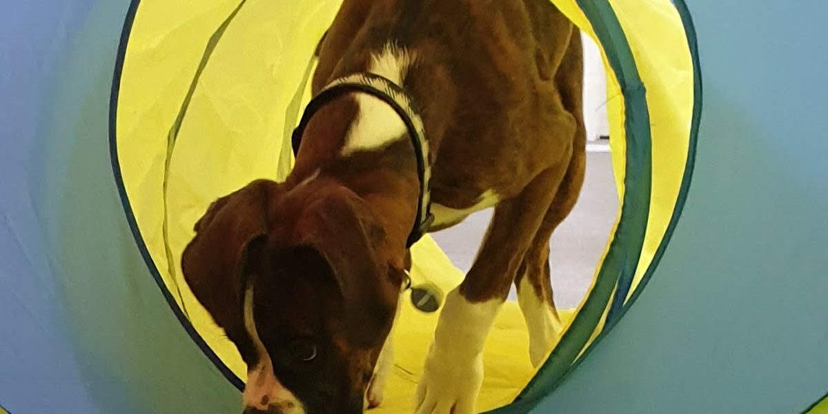 The Cheeky Chihuahua Dog Training and Behaviorism
