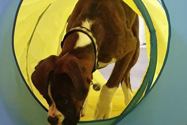 The Cheeky Chihuahua Dog Training and Behaviorism