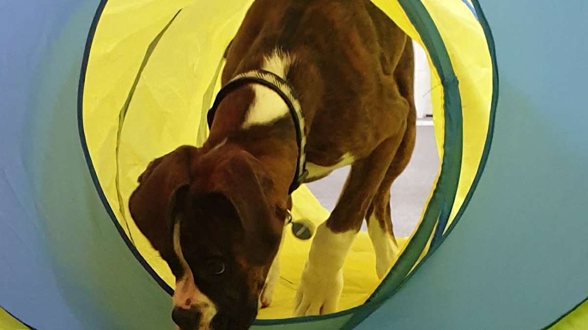 The Cheeky Chihuahua Dog Training and Behaviorism