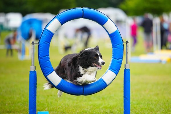 Meadowside Agility
