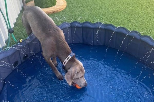 Paws & Play Dog Daycare