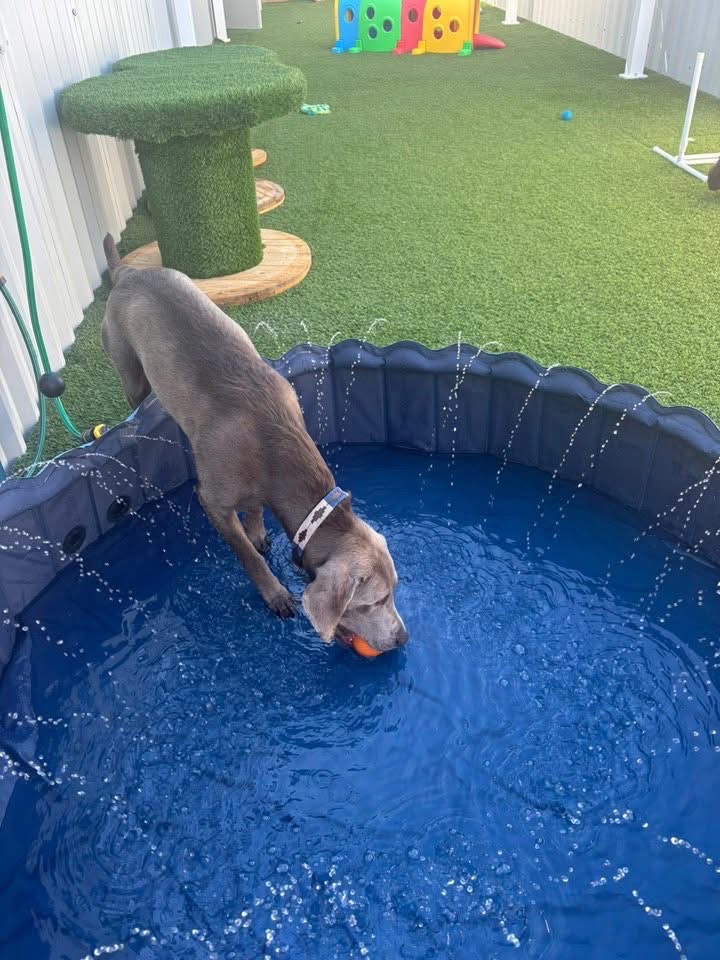 Paws & Play Dog Daycare
