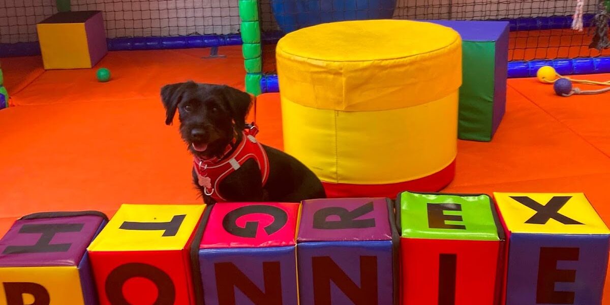 Paws & Play Soft Play