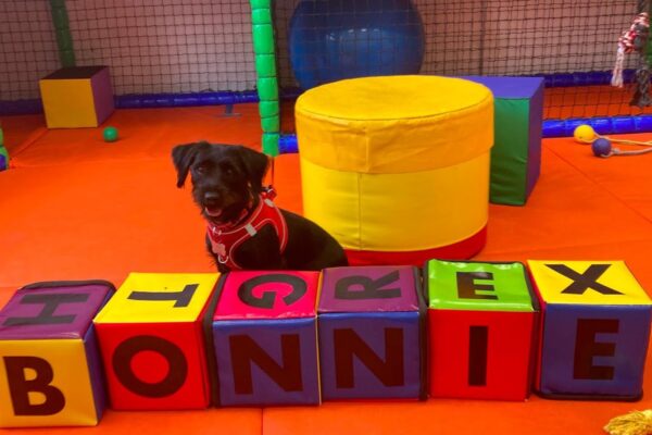 Paws & Play Soft Play