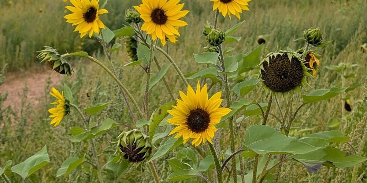 Puxton park sunflower field
